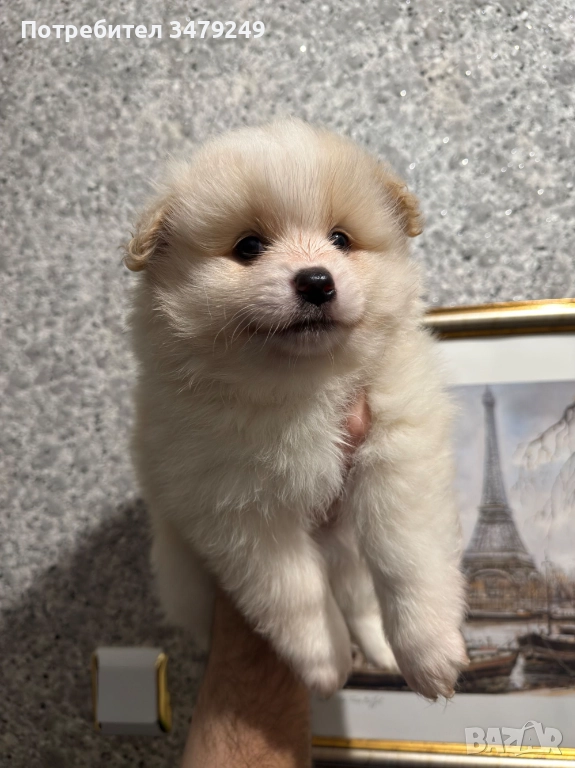 мъжко кученце померан, снимка 1