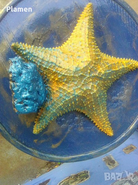 Морска звезда, снимка 1