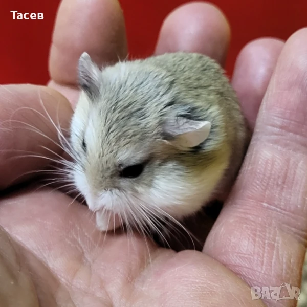 Хамстери роборовски, снимка 1
