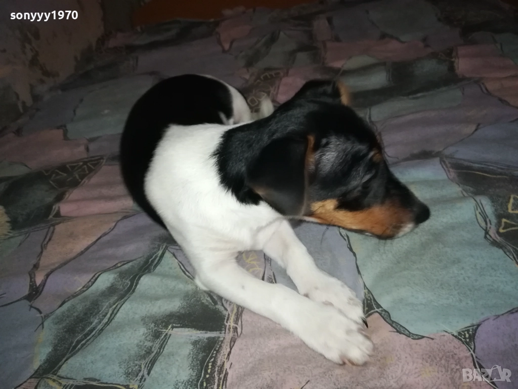 бебе джак ръсел 0112251754, снимка 1