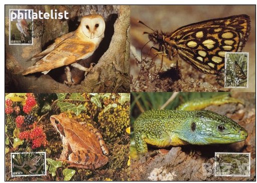 Джърси 1989 - 4 броя Карти Максимум - WWF, снимка 1