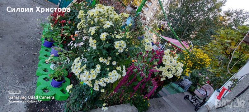 Продавам семена декоративен Щир, снимка 1