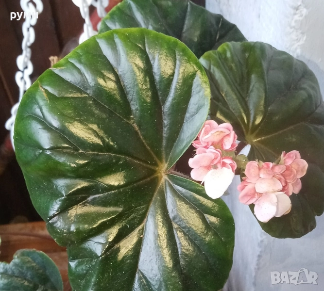 Бегония Трусарди, снимка 1