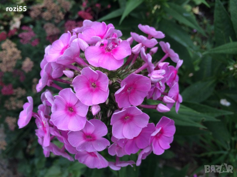 Флокс многогодишен ароматен висок., снимка 1