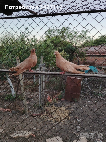 Гълъби Лимони, снимка 1