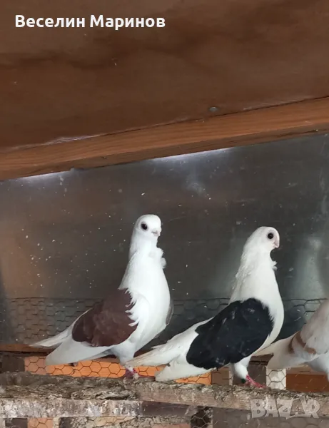 продавам     2 двоики    кабаци   24г, снимка 1