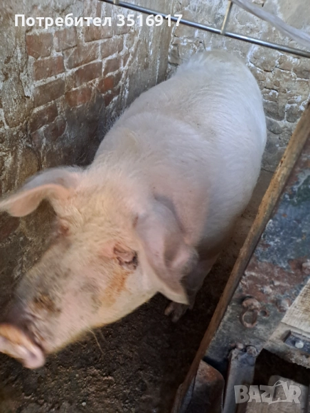 Продавам свиня , снимка 1