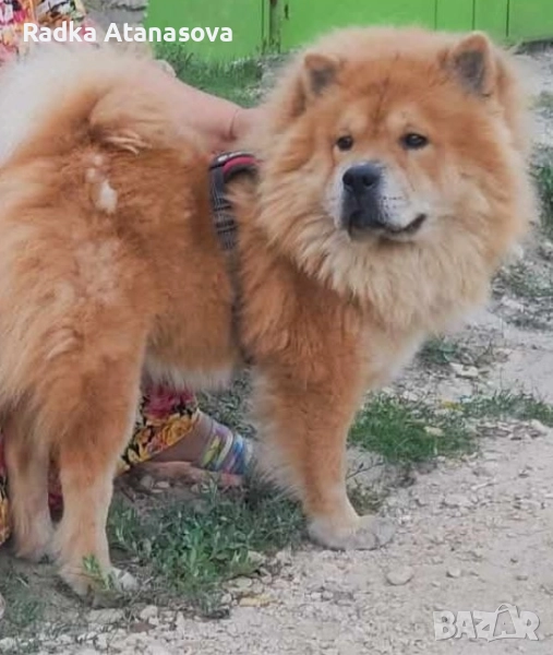 Куче Чау чау 2г. , снимка 1