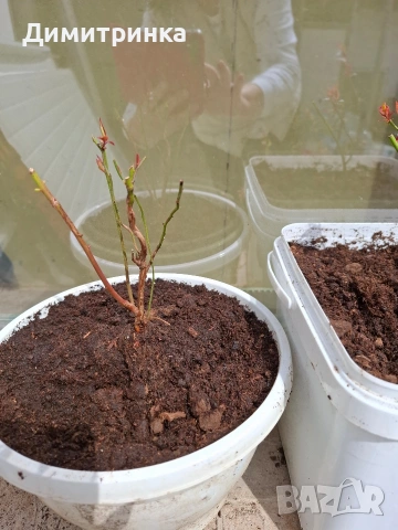 Амер.боровинка БЛУКРОП 3+, снимка 3 - Други - 54180363