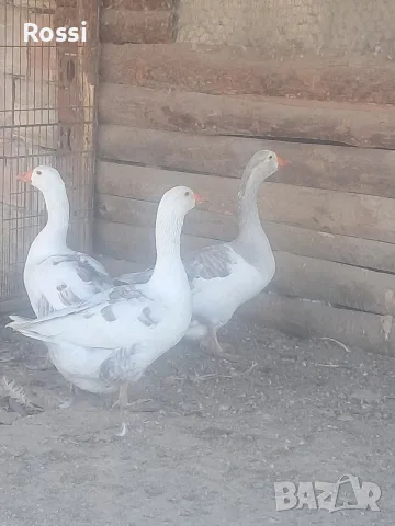Гъсок с две гъски , снимка 6 - Патици и гъски - 56295723