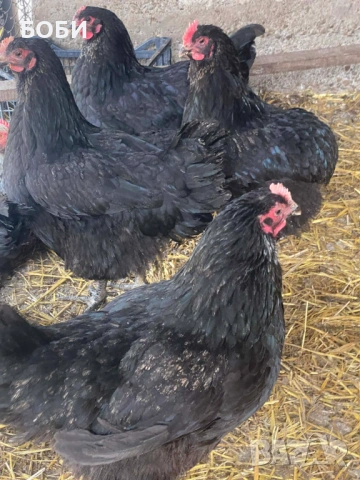 Ярки домашни