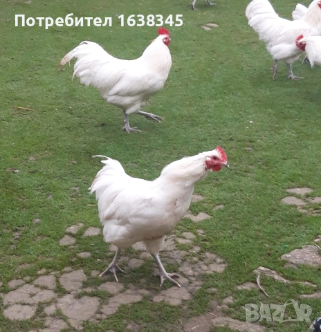 Петли Австралорп , снимка 2 - Кокошки и пуйки - 52771283