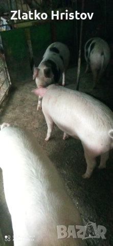 Продавам прасета , снимка 2 - Прасета - 52708918