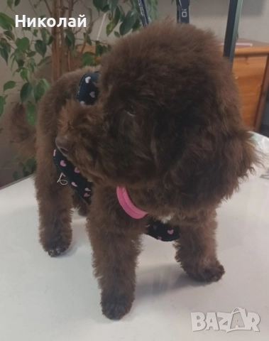 Пудел Той-шоколад , снимка 3 - Пудели - 52471933