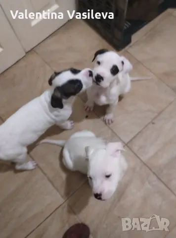 Малки дого  аржентино, снимка 1