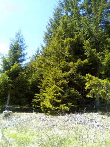 Продава парцел в к.к. Пампорово , снимка 6 - Парцели - 36934032