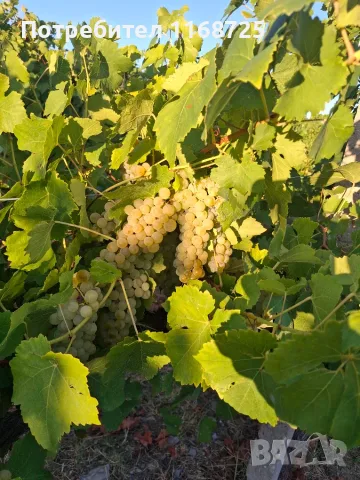 Мускат отонел грозде 0889932559