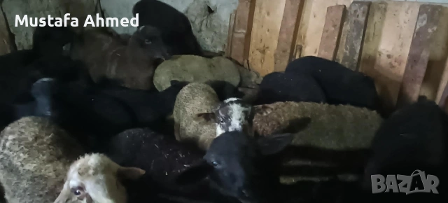 Продавам агнета , снимка 4 - Овце - 54073895