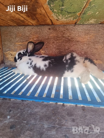 Продавам два мъжки заека. Мелези на 3 месеца и половина 