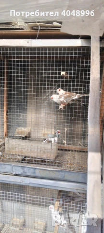 Диамантени гугутки, снимка 3 - други­ - 53929116