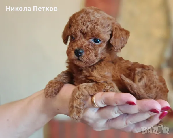 Продавам той пудел, снимка 5 - Пудели - 56136389