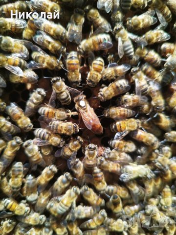 Свободно оплодени пчелни майки, снимка 7 - За пчели - 40812664