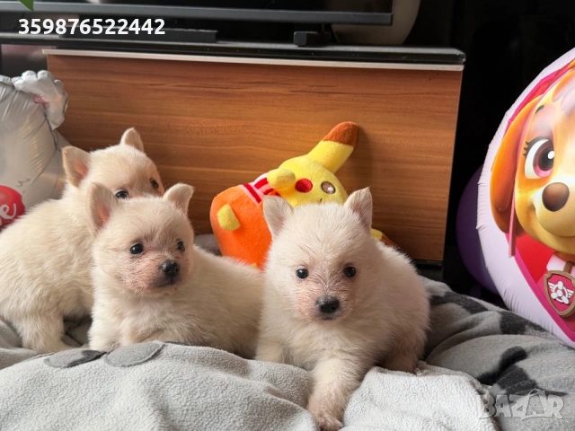 Померанчета 