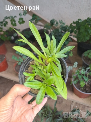 Топ карамфил , снимка 5 - Градински цветя и растения - 51641906