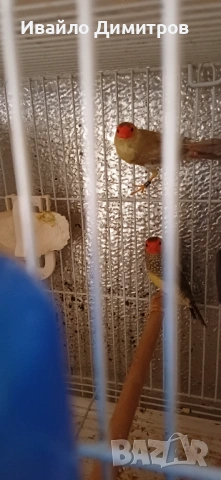 Гулдови амадини , снимка 2 - Амадини - 54242508