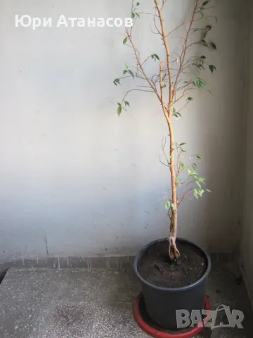 Фикус на Бенджамин, снимка 2 - Стайни растения - 47620775