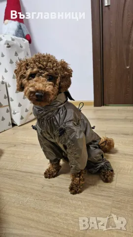 Дъждобран гащеризон, гети и нашийник, снимка 11 - За кучета - 48490167