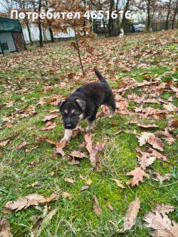 Източноевропейска овчарка, снимка 13 - Други - 52432078