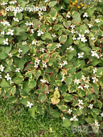 Хутиния, Houttuynia cordata, многогодишна и студоустойчива , снимка 7 - Градински цветя и растения - 54001747