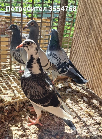 Продавам спортни гълъби 