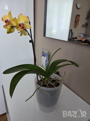 phalaenopsis papagayo в самополивна саксия