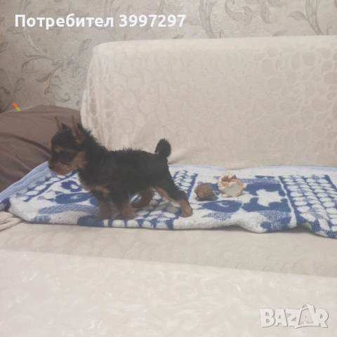 Вече с първа ваксина четири мъжки и едно женско, снимка 7 - Йоркширски териер - 54141953