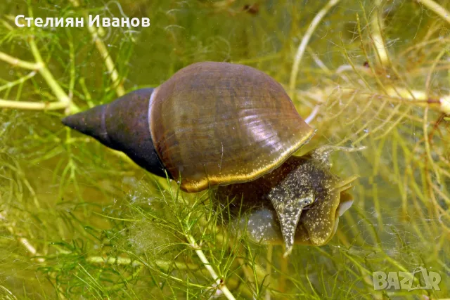 Планорбис (Planorbis planorbis) - водни охлюви за аквариум или градинско езеро, снимка 5 - Други - 55898574