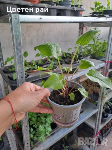 Кампанула камбанка и кампанула гломерата , снимка 8 - Градински цветя и растения - 50331205