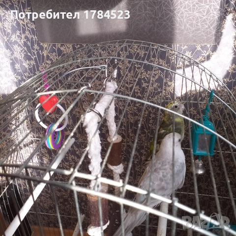 Пойни папагалчета 2025г., снимка 4 - Папагали - 52720636