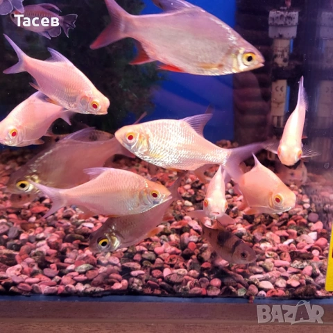 Тинфойл барб 7-8см