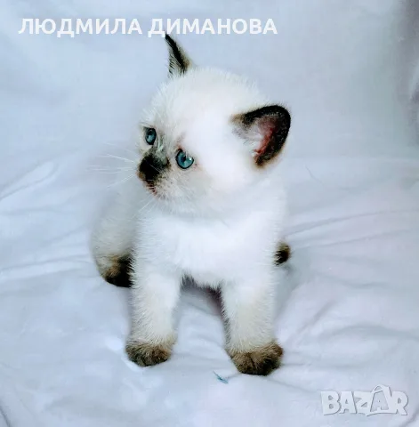Шотландски със сини очи. , снимка 5 - Британска късокосместа - 56243737