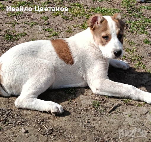 Алабай, снимка 3 - Алабай - 54067531