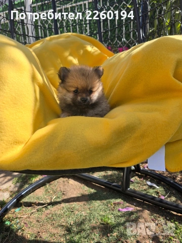 Померан Померанче, снимка 5 - Померан - 54347549