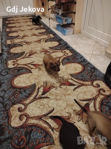 Дакелчета, снимка 12 - Дакели - 52487664