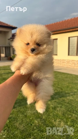 Померан , снимка 1