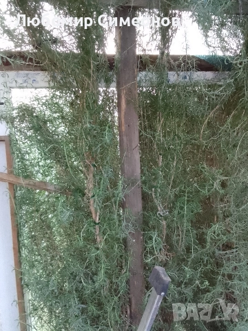 Продавам пресен розмарин от храсти. Цена 15 лв. за килограм
