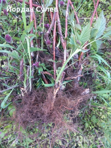 Разсад Малини ягоди на уникални цени 