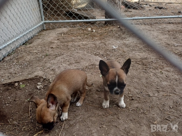 Чистокръвни мини чихуахуа , снимка 3 - Чихуахуа - 53921226