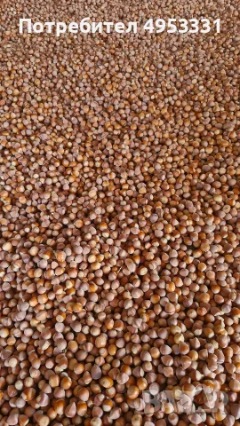 Лешници реколта 2026г., снимка 6 - Домашни продукти - 56136497