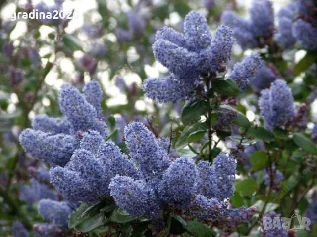 Цеанотусът (Ceanothus) или калифорнийският люляк Налични 3 вида